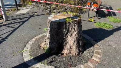 28 janvier : marche pour les arbres et le vivant, de Montreuil à Bagnolet